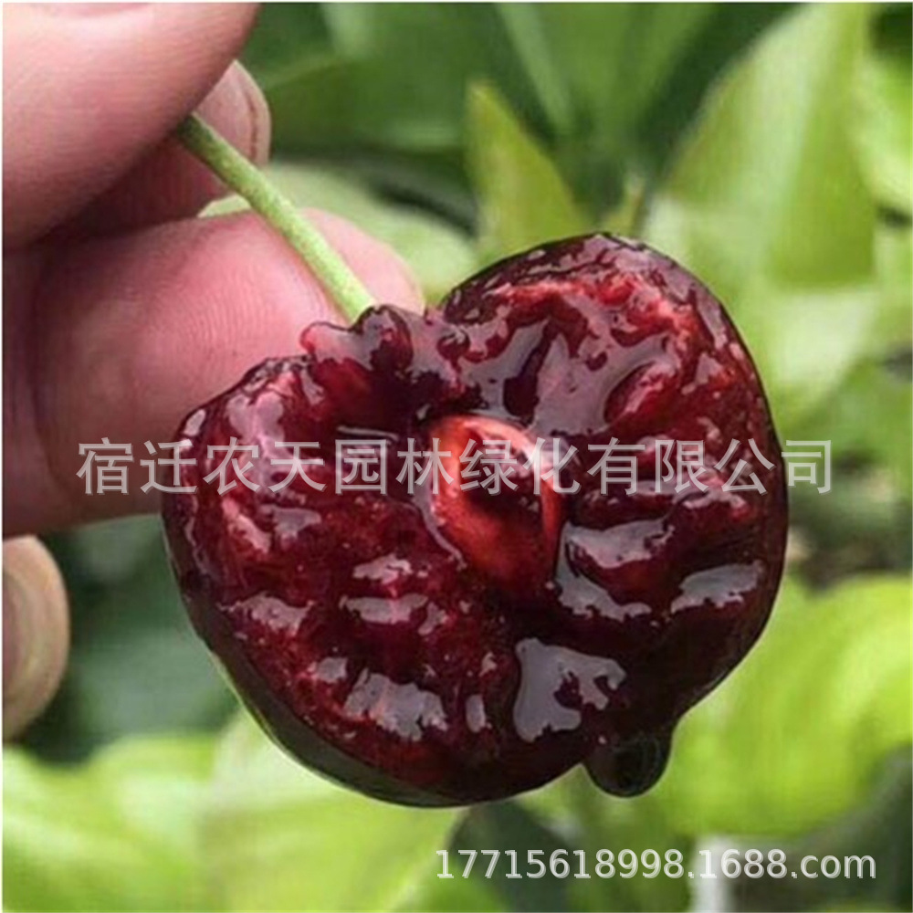 A特大果樱桃树俄8号樱桃苗现挖樱桃苗可地栽盆栽味道甜美樱桃树苗