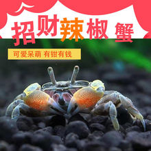 观赏蟹活体螃蟹宠物蟹专用缸淡水小螃蟹迷你辣椒蟹将军红鳌相手蟹_阿