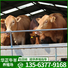 供应 改良鲁西黄牛 运输包活 鲁西黄牛牛苗价格