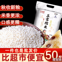 东北糯米新米10斤香江米包粽子新鲜白糯米十斤2023年