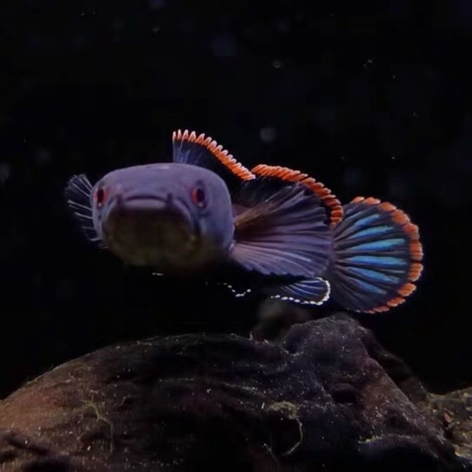 精品寮国火背雷龙鱼淡水鱼蛇头鱼中型凶猛鱼老挝南鱧亚热带观赏鱼