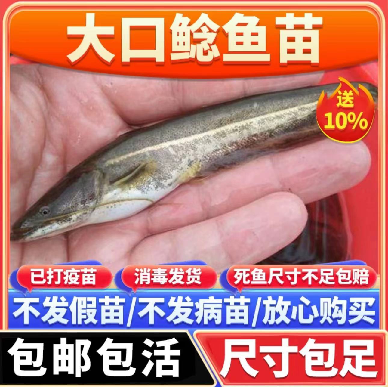 南方大口鲶鱼苗淡水养殖食用活体河鲶土鲶鱼二须鲶肉食塘鲺鲶鱼苗