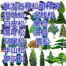松树种子罗汉松马尾松/黑松/白皮松/华山松/油松/湿地松/雪松种子