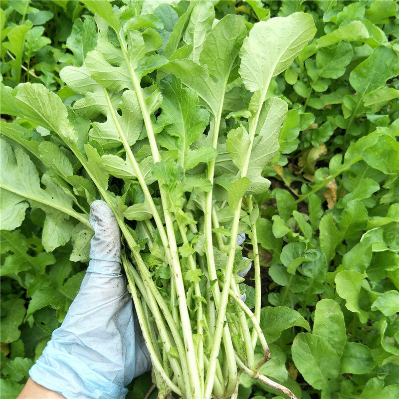 农家新鲜萝卜叶子白萝卜缨子小萝卜菜苗五行汤原料韩国泡菜-斤酒