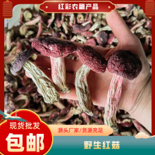 云南特产红菇干货 食用菌红蘑菇二级红菇散装大红菇散装批发