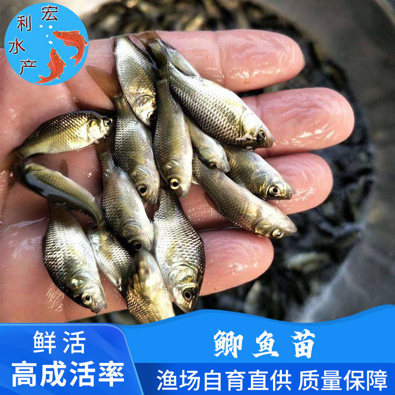 批发湘云鲫鱼苗 银鲫鱼苗 3-5中科5号鲫鱼苗 白鲫鱼苗 淡水鱼苗