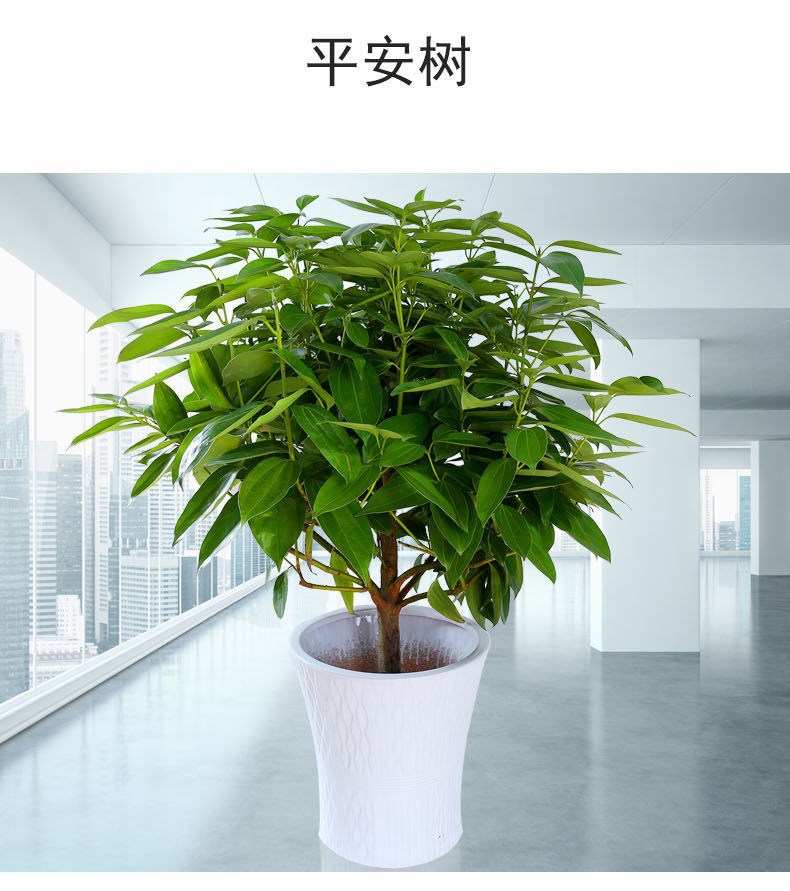 平安树幸福树盆栽大型绿植花卉树苗小盆栽室内客厅办公室植物盆景