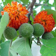 枸橘种子枳壳种子香橙红橘柑橘种籽马甲子围墙篱笆观赏树植物种子
