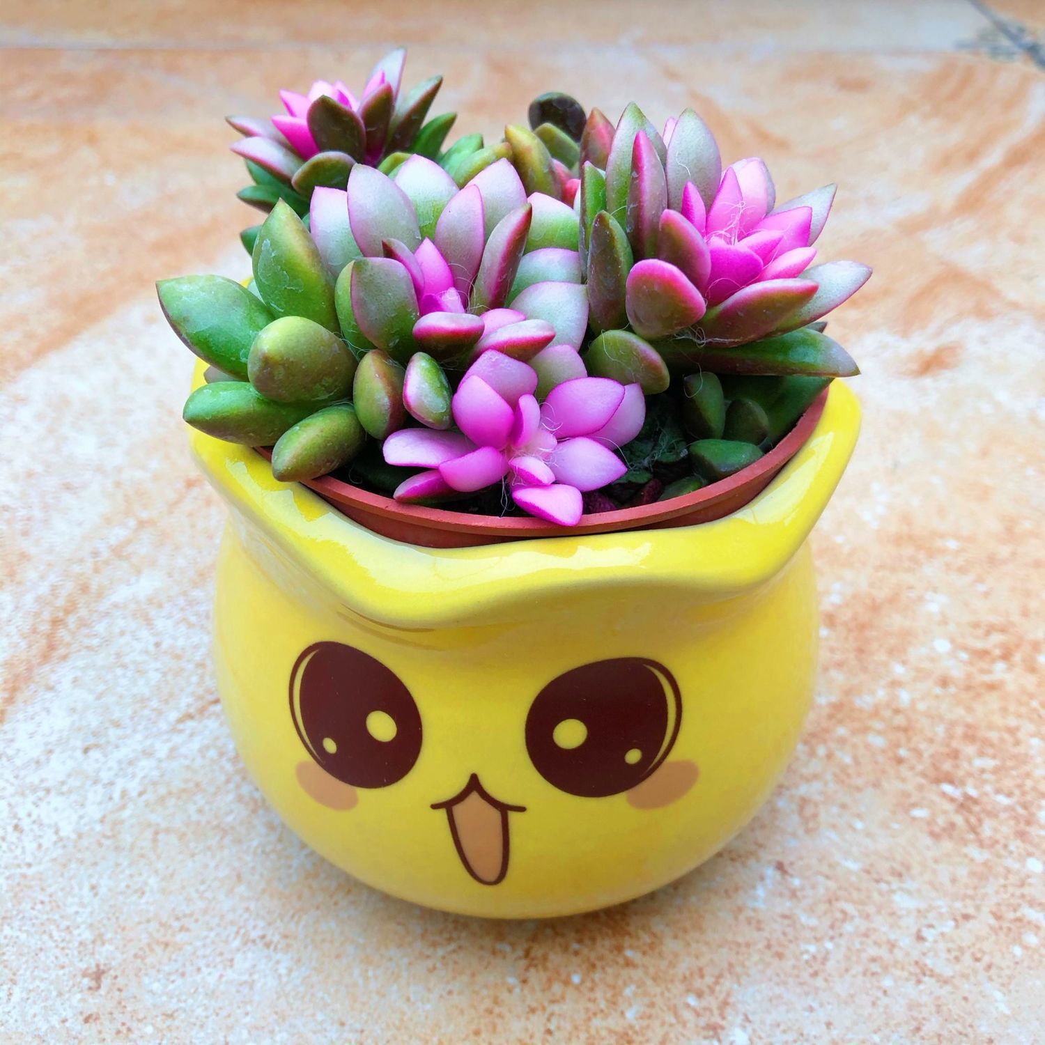 包邮原盆原土栽一帆风顺多肉植物组合绿植盆栽重扇观音莲创意批发