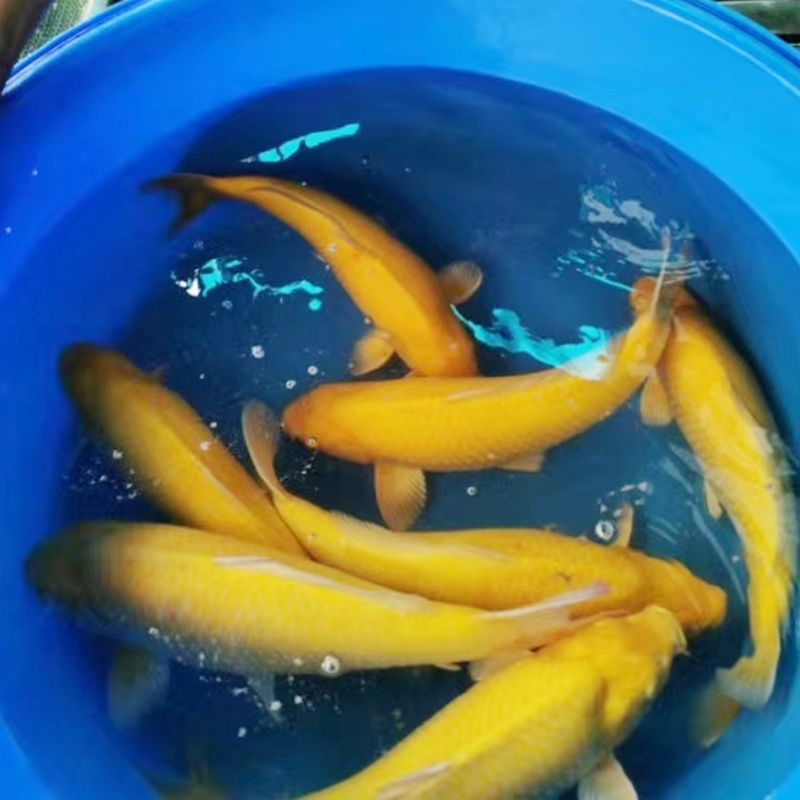 纯种血统芥子介子锦鲤赤目介子巨型锦鲤淡水鱼