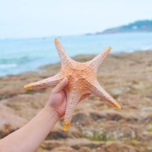 天然海星标本大海螺创意地中海风家居装饰摆件鱼缸造景拍摄