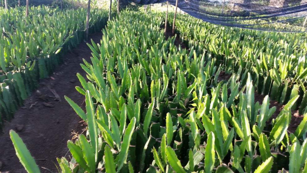 火龙果苗盆栽植物红心红肉白心带根粗壮果大肉多果树苗南北方种植