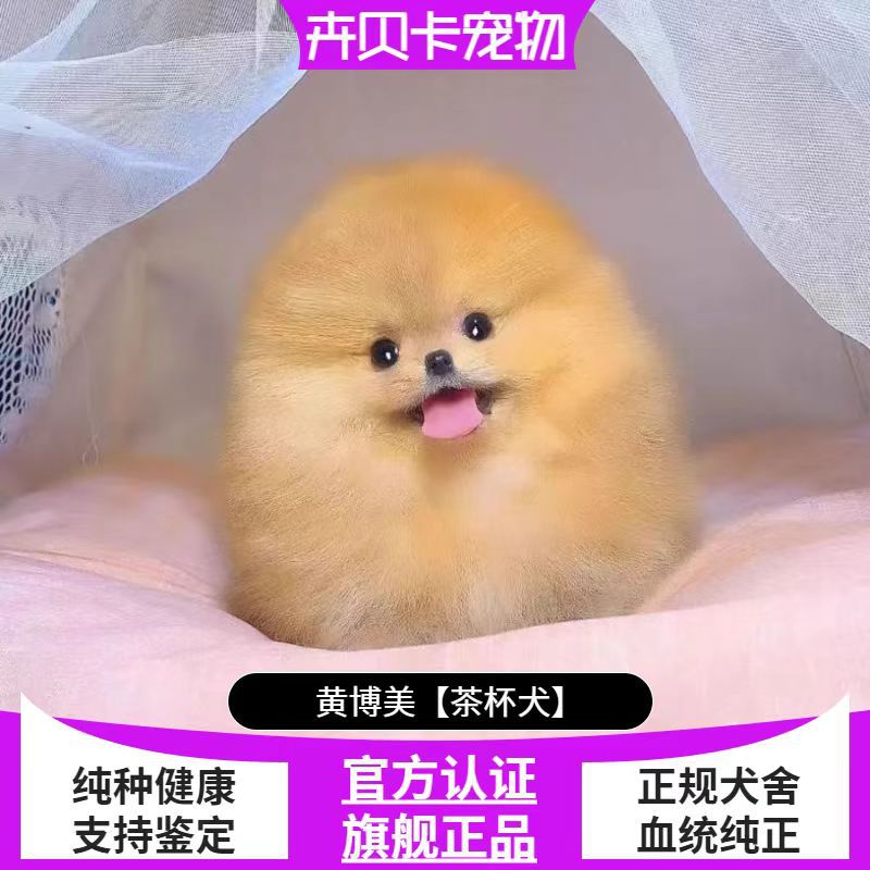 博美犬幼犬活体纯种博美犬茶杯犬长不大博美犬犬活体宠物狗俊介犬