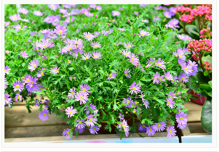 宿根荷兰菊种子矮生耐寒易种易活花种喜阴花籽室外庭院花种籽子