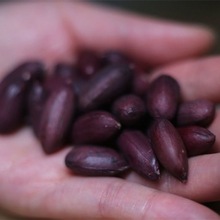 当季新货富硒黑花生花生米晒干黑皮花生黑花生米批发休闲食品批发