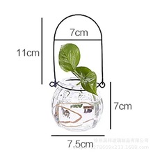 水培绿植物客厅摆件小绿萝风信子透明玻璃花瓶花盆插花卉简约桌面