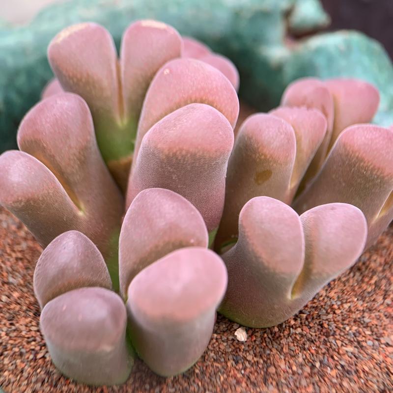 稀有多肉肉锥风铃猴脸灯泡安贞勋章纽扣翠星毛翠1000-2000肉锥