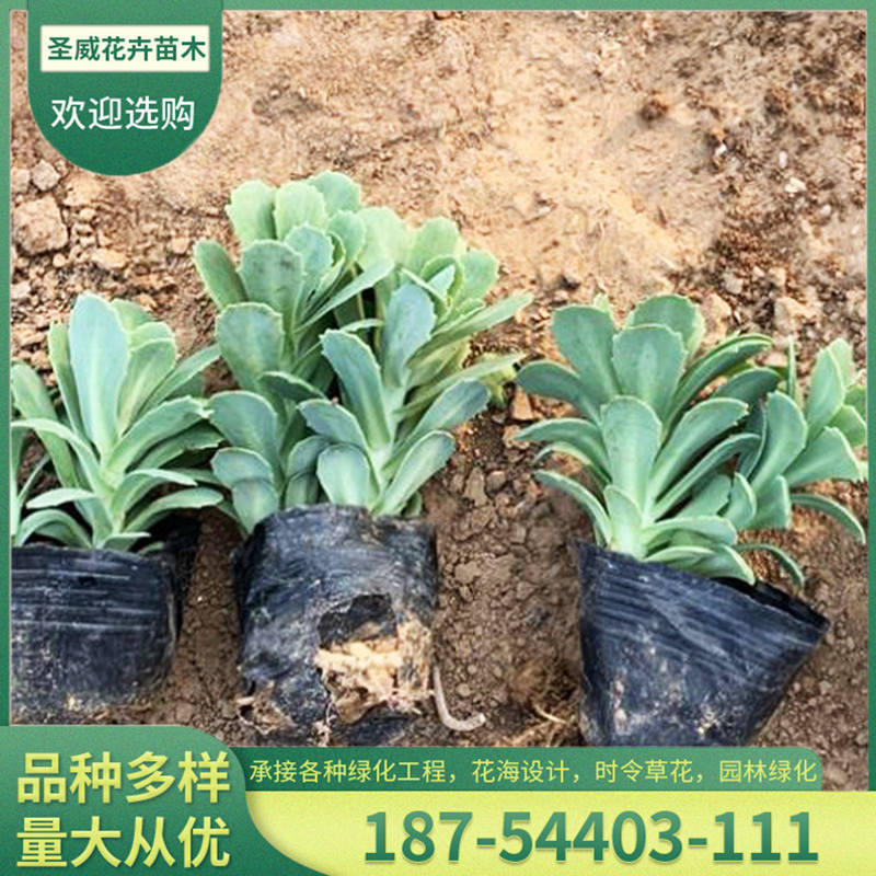 八宝景天盆栽