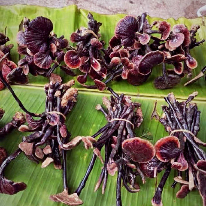 海南深山野生竹灵芝长颈灵芝包邮农家自采正品食药用菌