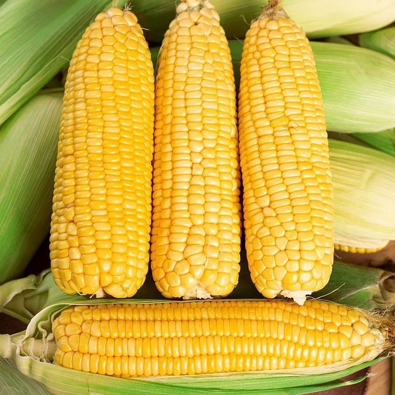 带箱10斤水果玉米新鲜甜玉米现摘现发高原产地甜脆