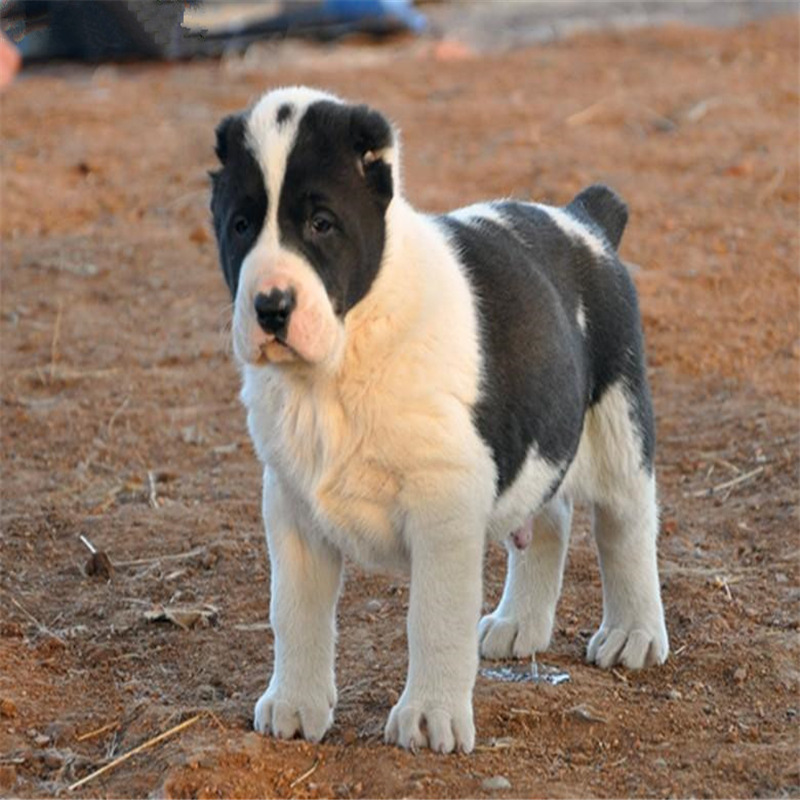 中亚牧羊犬活体中亚牧羊犬幼犬出售中亚牧羊犬三个月幼犬中亚犬狗
