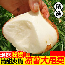 凉薯9斤即食广西新鲜农家自种白地瓜红豆薯蔬菜整箱土瓜小番薯沙
