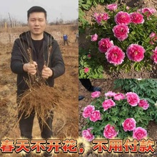 正宗洛阳观赏牡丹花牡丹重瓣懒人好养耐寒庭院阳台花卉盆栽庭院种