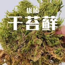 R属守宫睫角乌龟蜥蜴角蛙两栖爬宠冬眠保湿产蛋干苔藓水苔