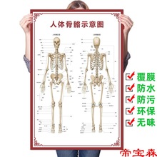人体骨骼图大挂图器官示意图内脏结构图穴位图人体肌肉解剖图海报