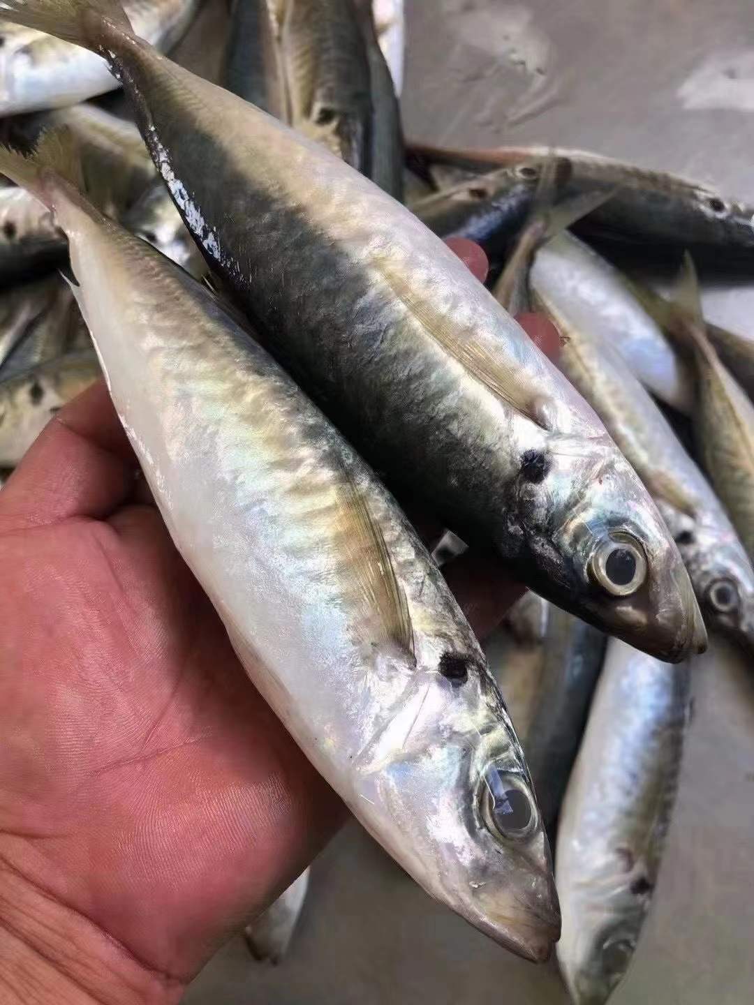 新鲜海鲜 海鱼 巴浪鱼 刺巴鱼 竹荚鱼 青皮鱼 500克左右