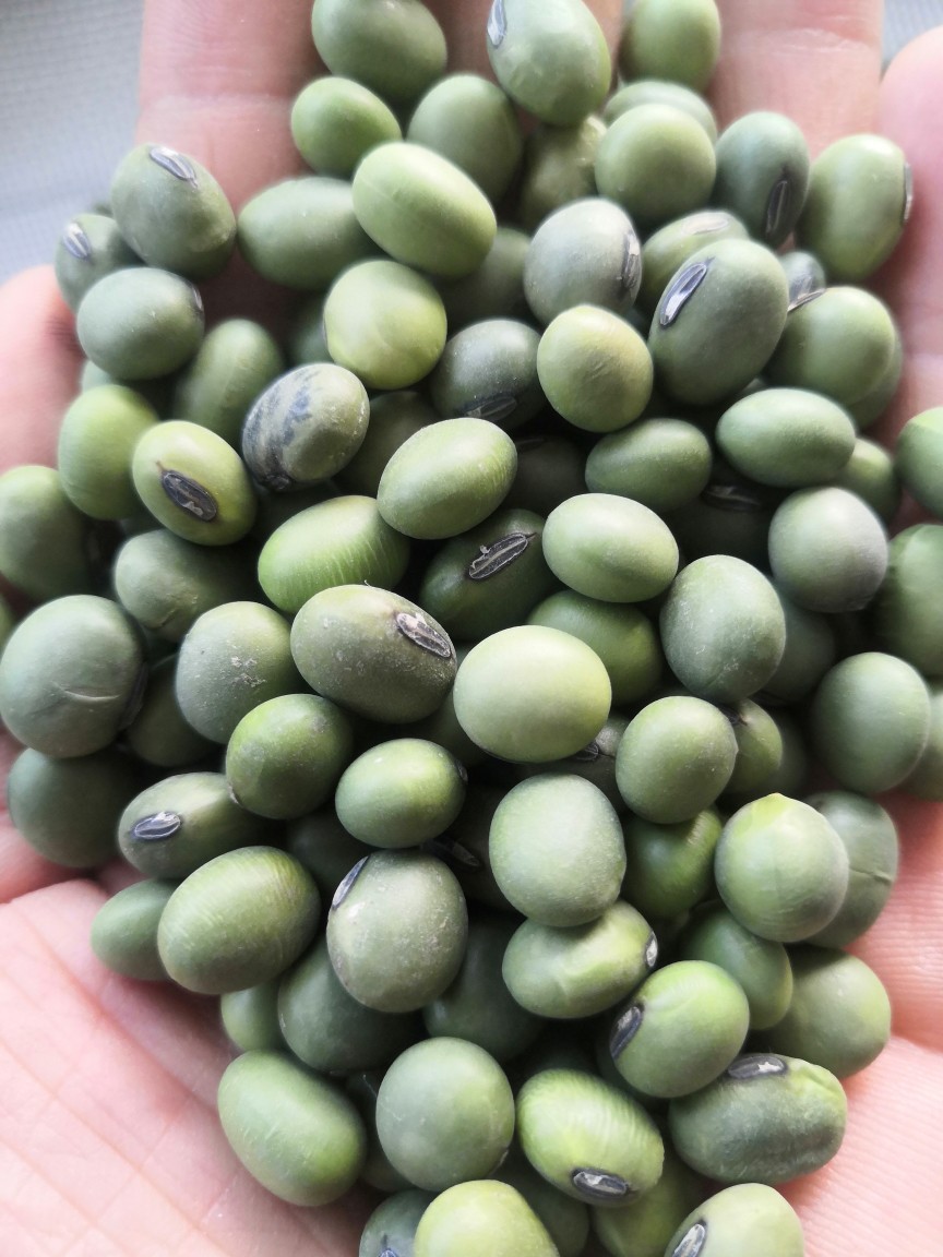 大粒青豆批发干绿大豆青仁大豆干毛豆粮食25kg