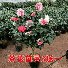 香妃山茶花盆栽带花苞五色赤丹花卉植物室内好养茶花树苗四季开花