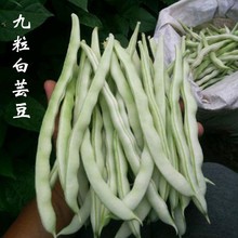 九粒白芸豆种地豆扁豆角春季秋季四季豆架豆种子农家播种蔬菜种子