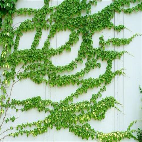 爬山虎大苗藤苗爬藤植物庭院楼顶攀爬墙攀援绿植盆栽-阿里巴巴