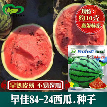 早佳84-24红瓤脆甜西瓜种子 农田菜地种植早熟皮薄抗裂西瓜籽