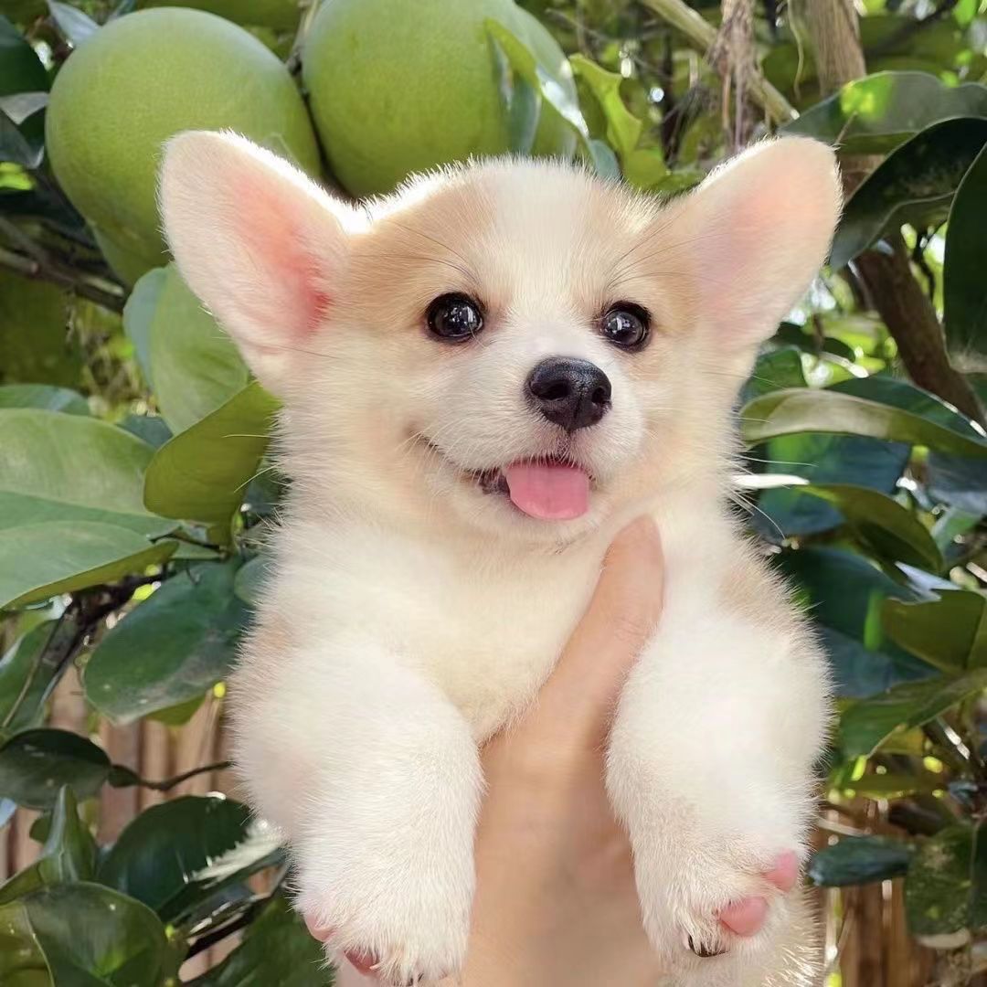 纯种柯基犬幼犬活体黄白柯基小短腿黄白三色柯基犬小型宠物狗