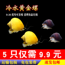 观赏螺冷水除藻黄金螺清洁鱼缸吃鱼龟粪便淡水好养易活工具螺活体