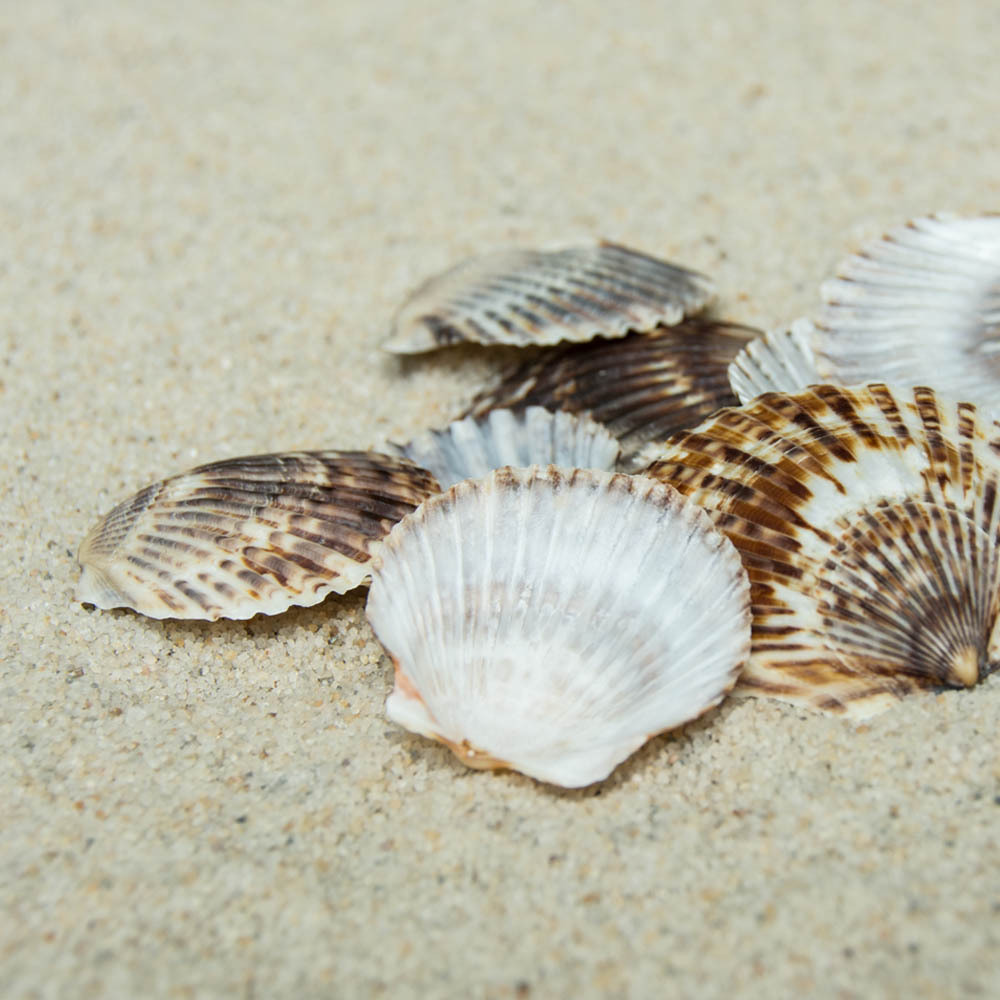 福海人家/薄黑扇贝 贝壳 鱼缸家居饰品摆件工艺品贝壳原料批发