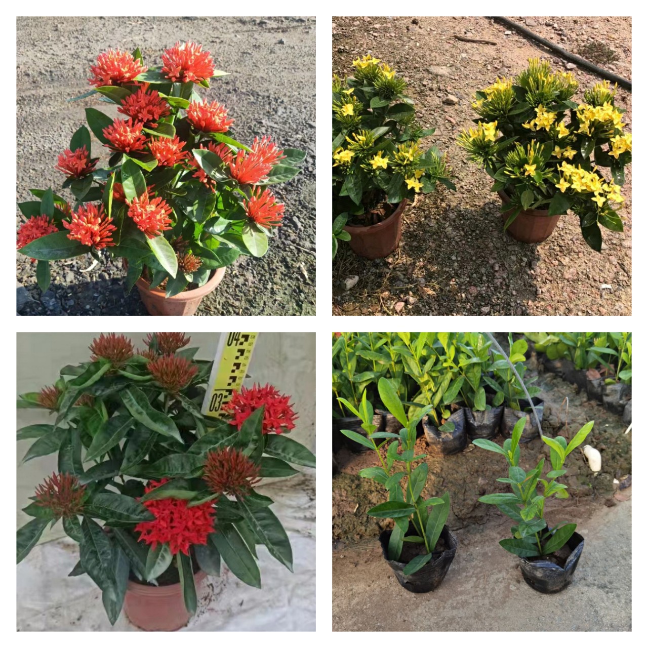 龙船花 大叶龙泉花 黄花龙船花 观花地被 中山绿植花卉直销-阿里巴巴