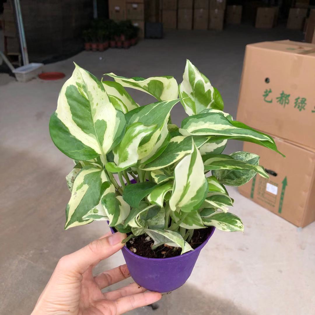 广州批发 110白金葛绿植盆栽客厅窗台办公室空间美化摆设好养易活