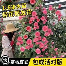 蔷薇花苗藤本月季特大浓香爬藤夏洛特花苗四季开花庭院植物盆批发