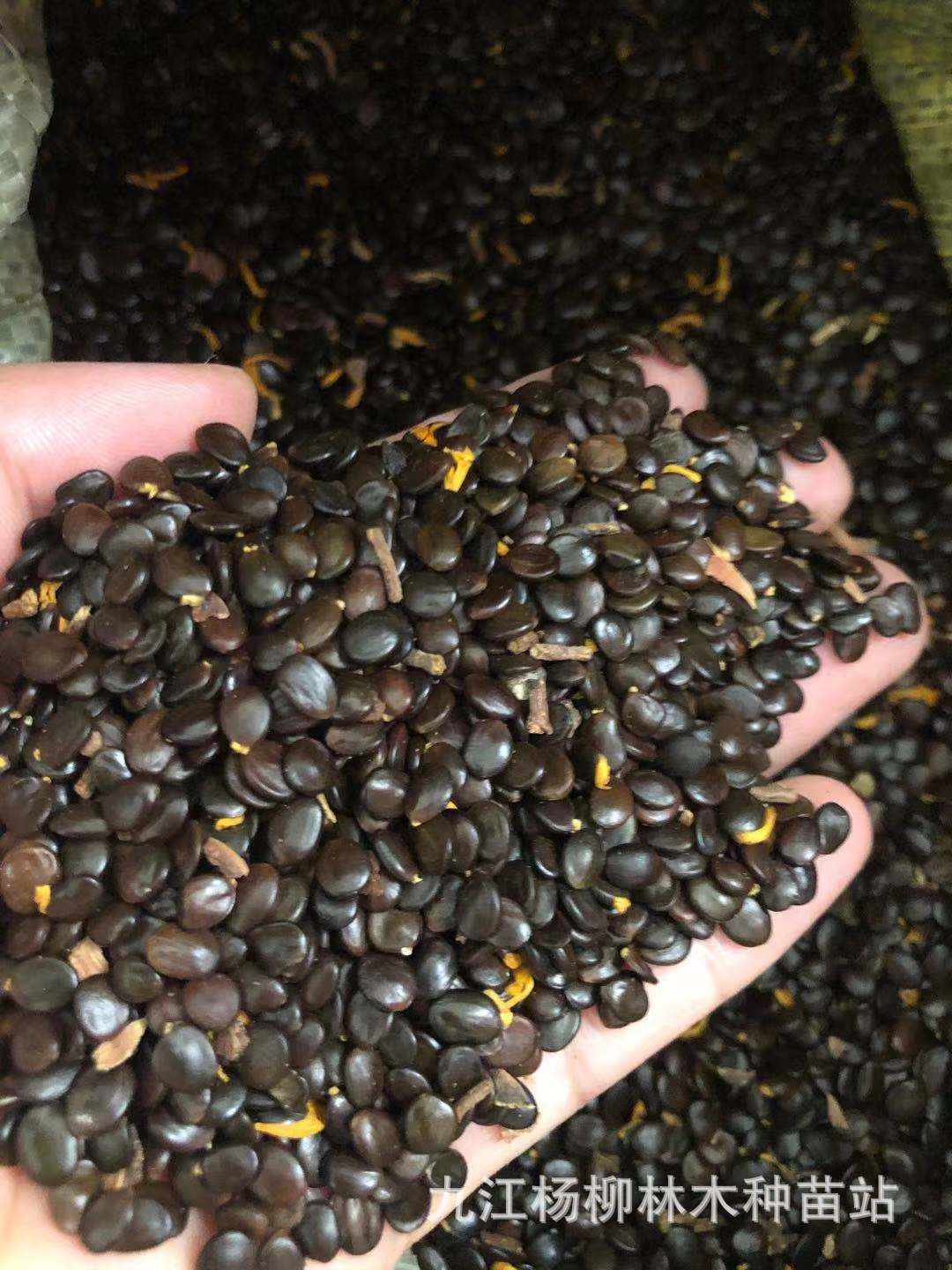 大叶相思种子 大叶相思 耳叶相思 另有马占相思 台湾相思等