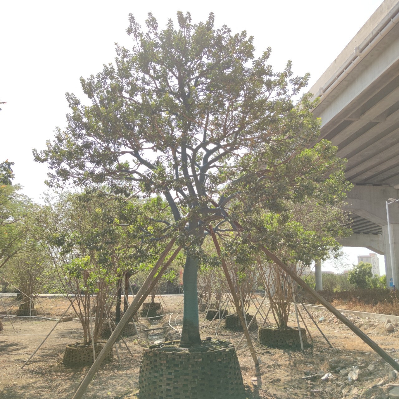 2210基地供应 特选 精品 全冠铁冬青30cm假植苗 红果冬青 主景树