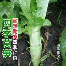 莴笋种子红莴苣种籽青笋香莴笋种子耐热耐寒四季阳台庭院蔬菜种子