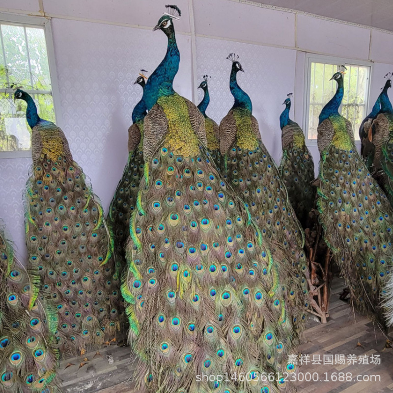 蓝孔雀养殖场出售景区观赏孔雀 活体孔雀种蓝孔雀幼苗-阿里巴巴