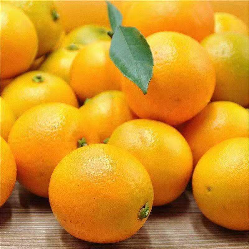 小橙子新鲜-小橙子新鲜厂家,品牌,图片,热帖-阿里巴巴