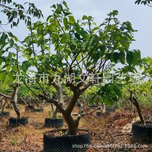 福建凤梨释迦果树批发 莲雾荔枝树芒果树规格齐全大量种植