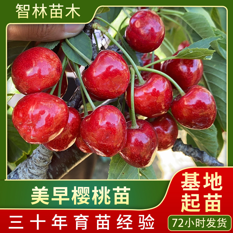 一年三年吉塞拉6号嫁接樱桃树苗俄八齐早塔马拉科迪亚美早樱桃苗