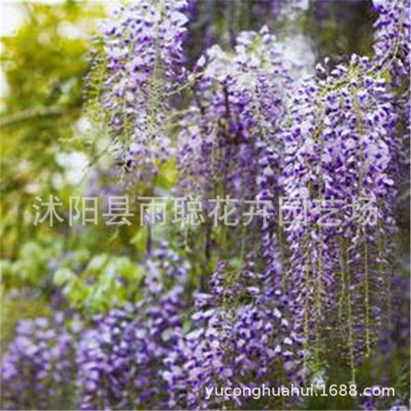 外贸 紫藤 草莓 玫瑰  西瓜 蝴蝶兰 羽扇豆 彩虹菊等种子