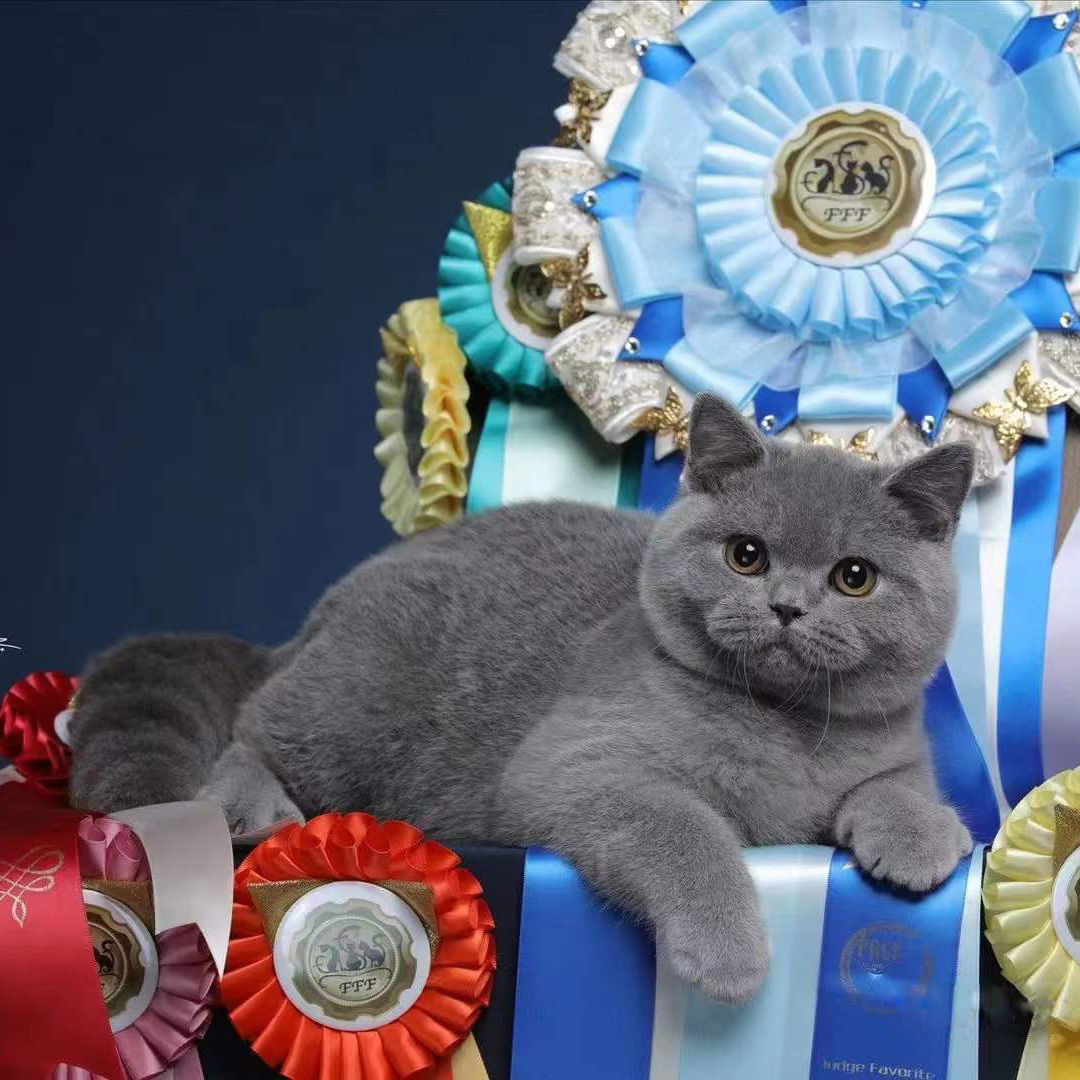 蓝猫纯种幼猫英短小猫咪活体宠物猫活物幼崽英国短毛矮脚猫蓝胖子